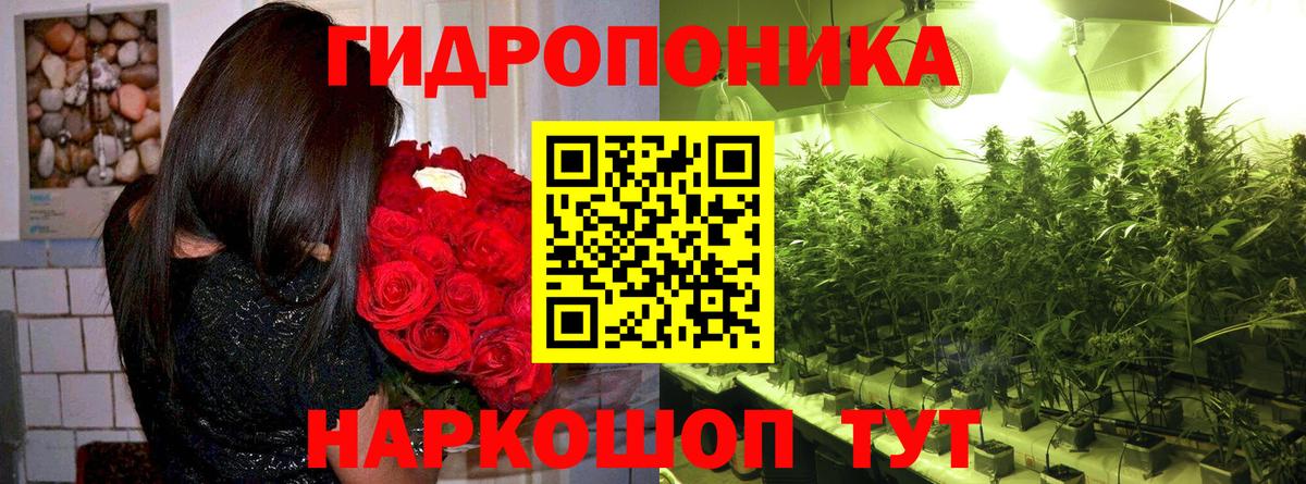 Шишки марихуана OG Kush Апатиты